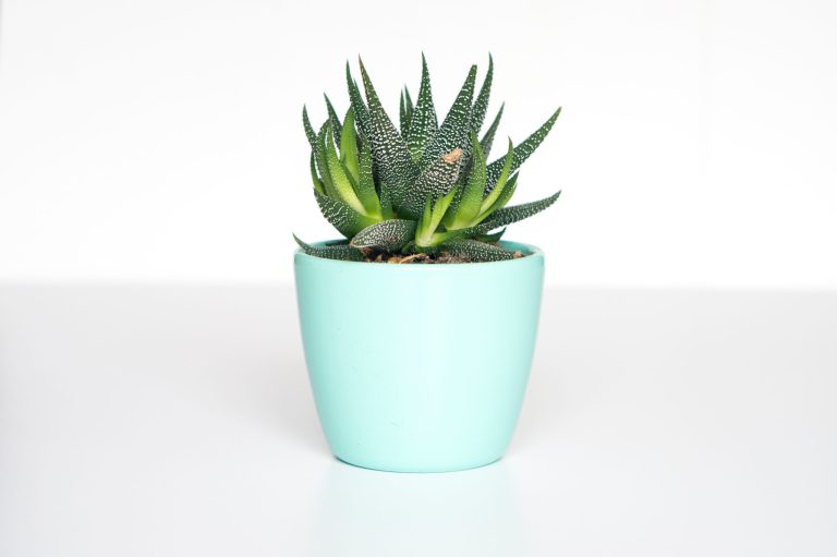 creativity inspired by plant life